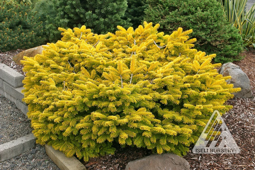 Abies golden spreader.jpg