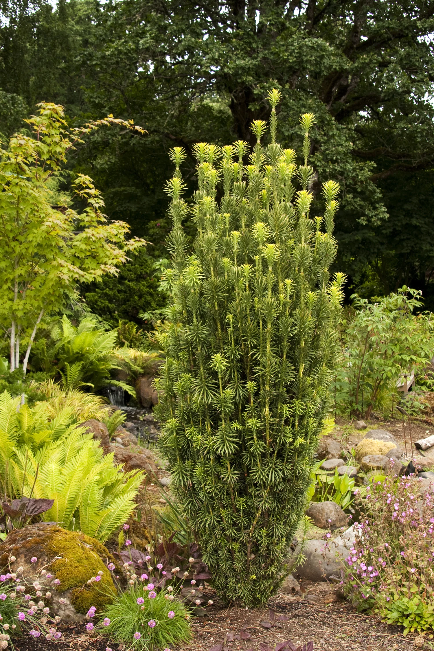 cephalotaxus fastigiata.jpg