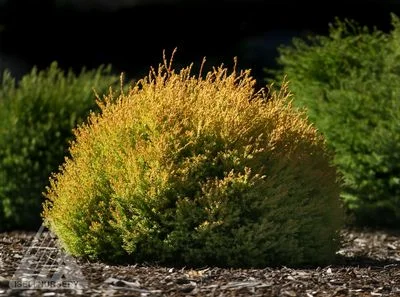 chamaecyparis golden pin cushion.jpg