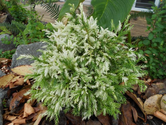 cryptomeria japonica knaptonensis.jpg
