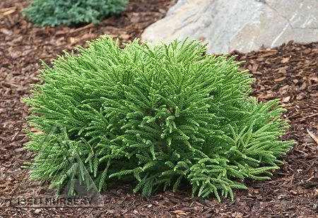 cryptomeria little champion.jpg