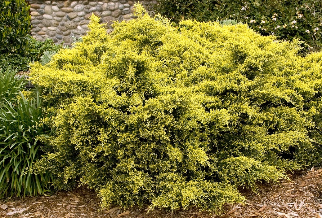 juniperus所有gold.jpg