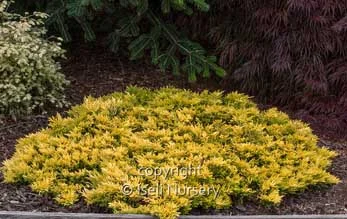 Juniperus Gold Strike.jpg