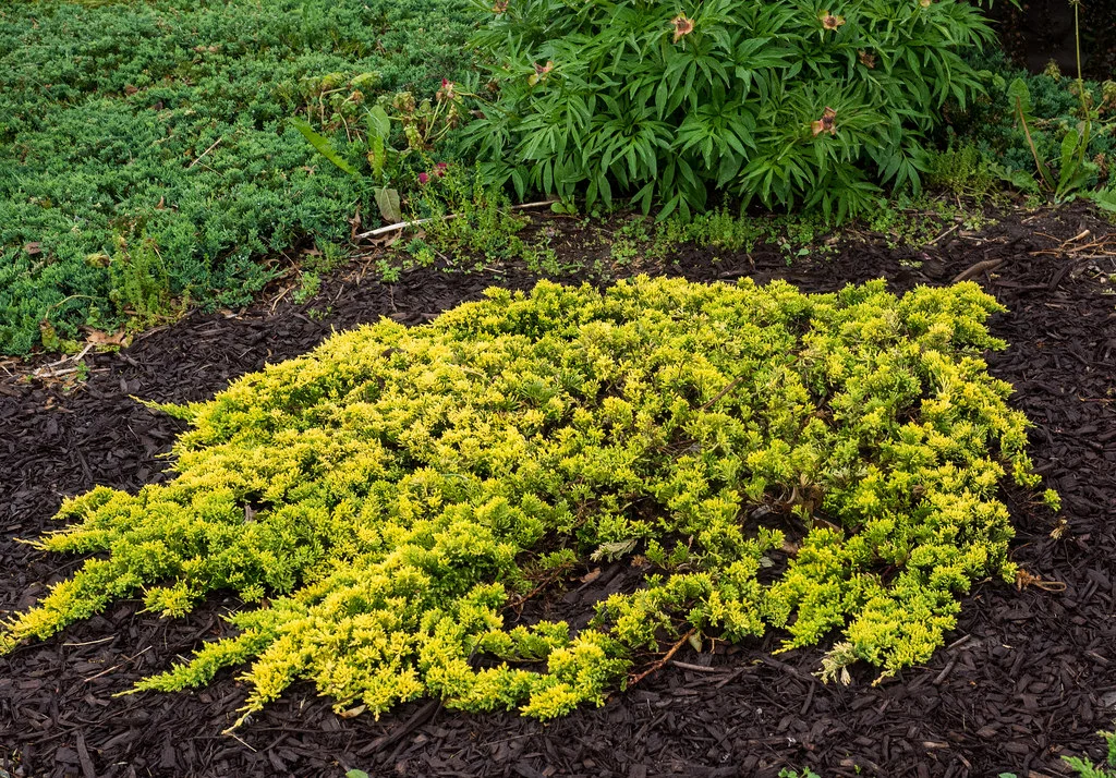 juniperus mother lode.jpg