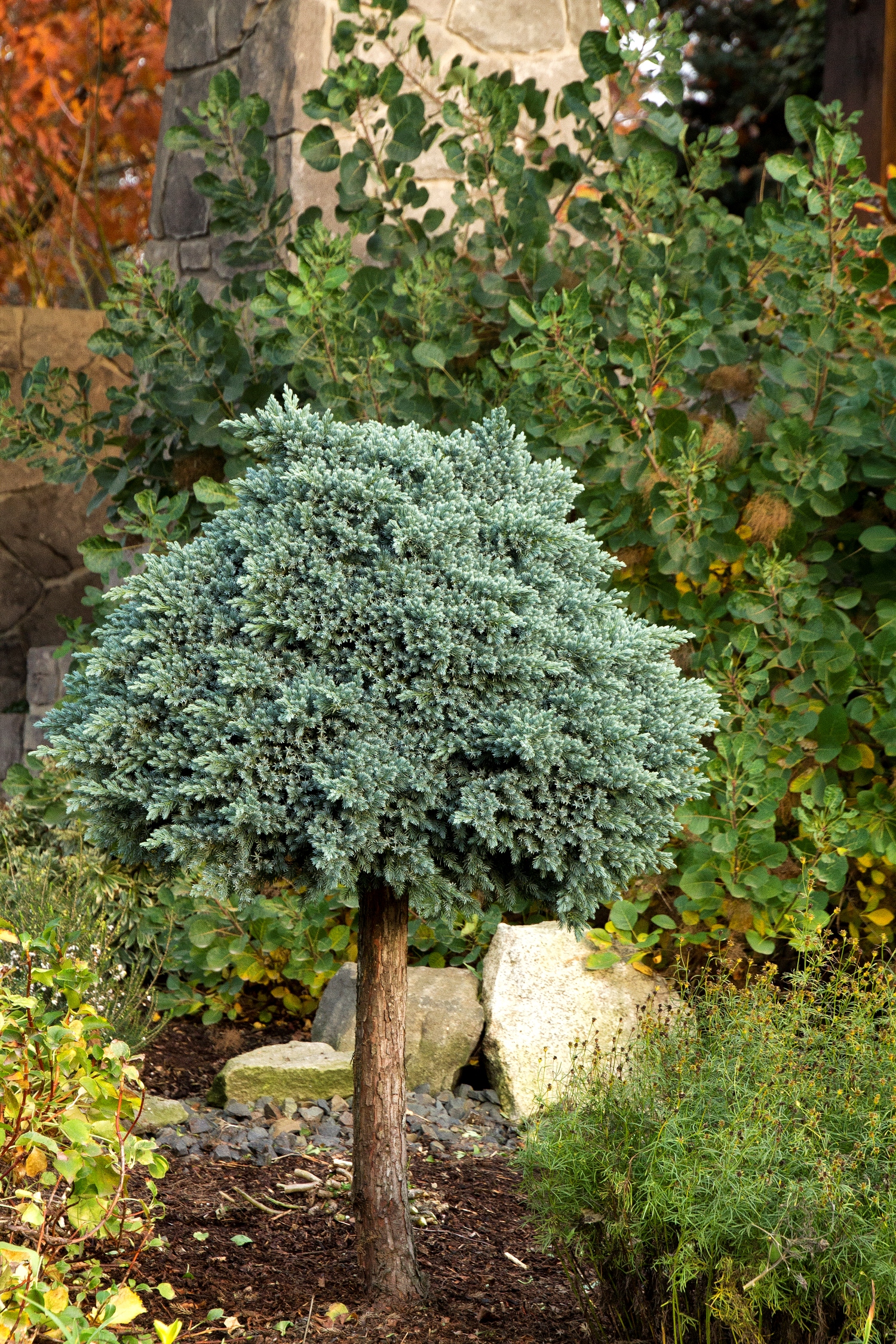 juniperus蓝色star.jpg