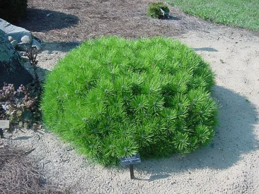 pinus low glow.jpg