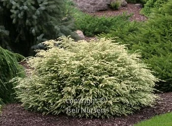 Tsuga-canadensis-MoonFrost.jpg