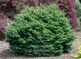Tsuga-diversifolia-Loowit.jpg
