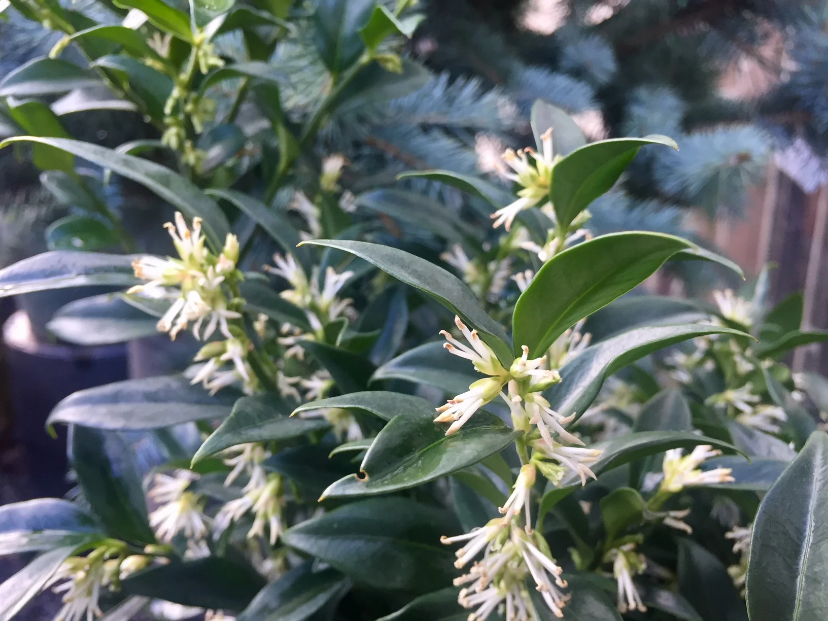 sarcococca.jpg