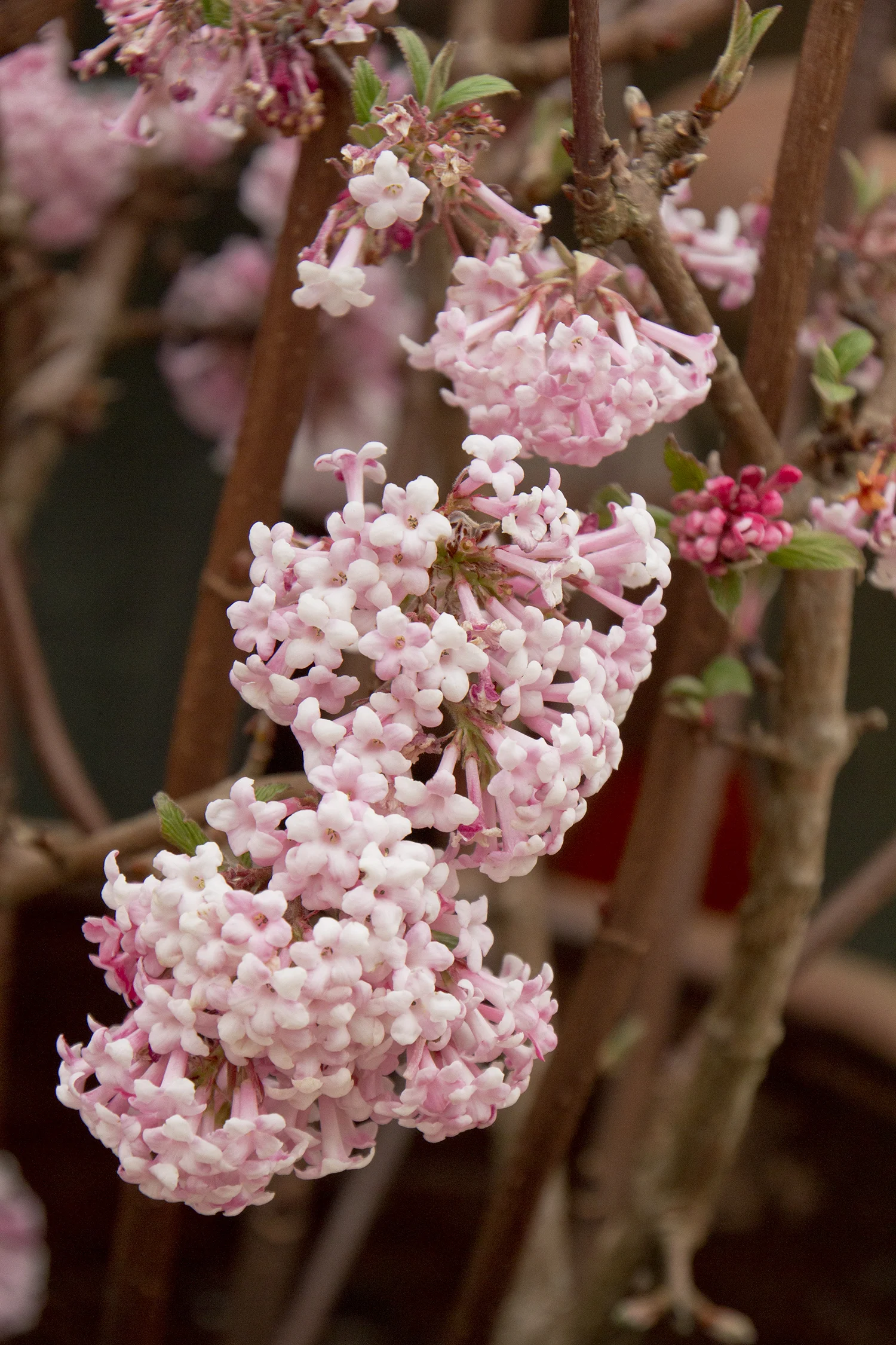 viburnum Dawn.jpg