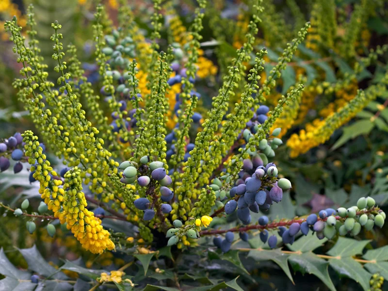 Mahonia Charity.jpg