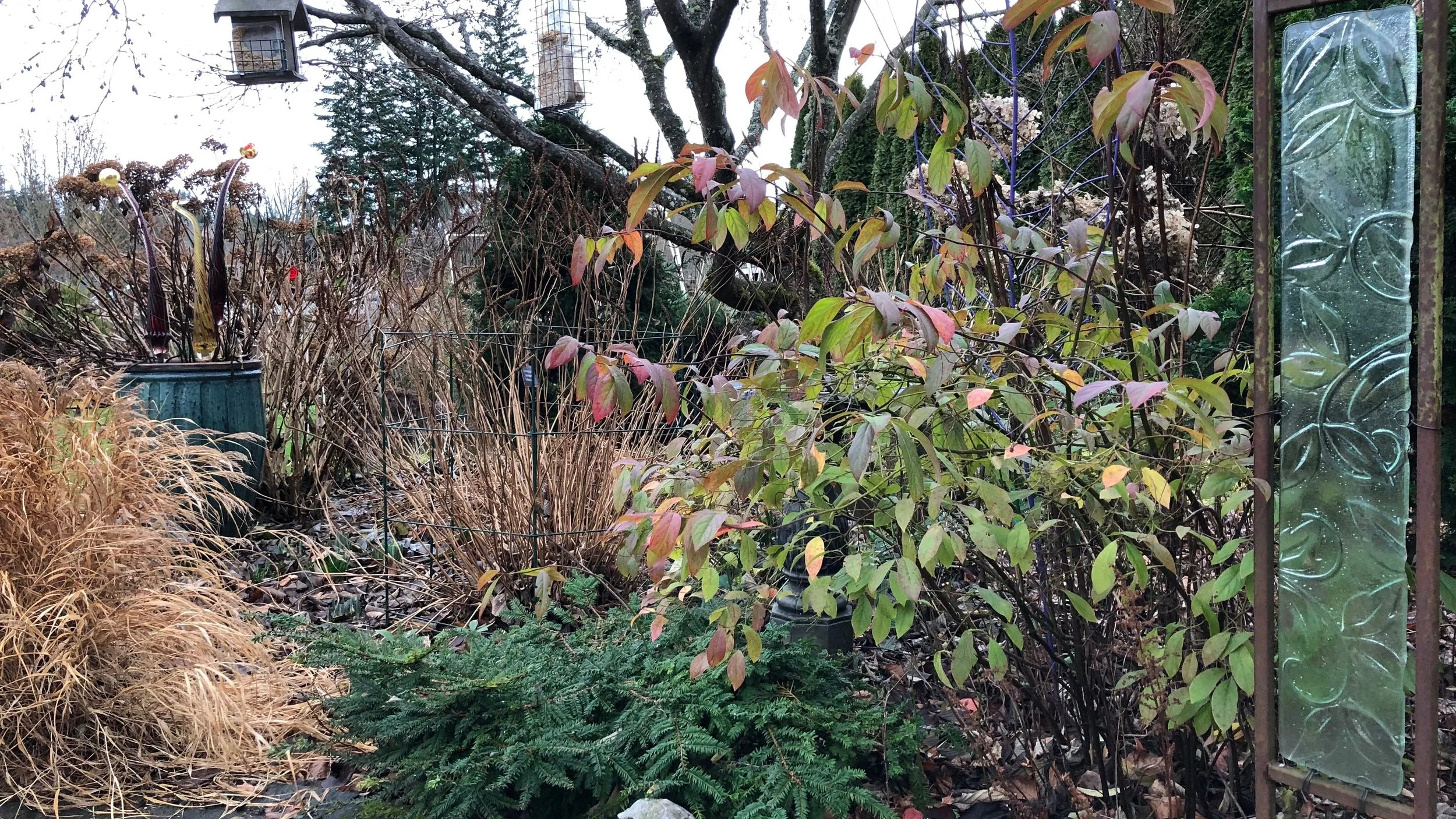 steve%27s+garden+in+winter.jpg