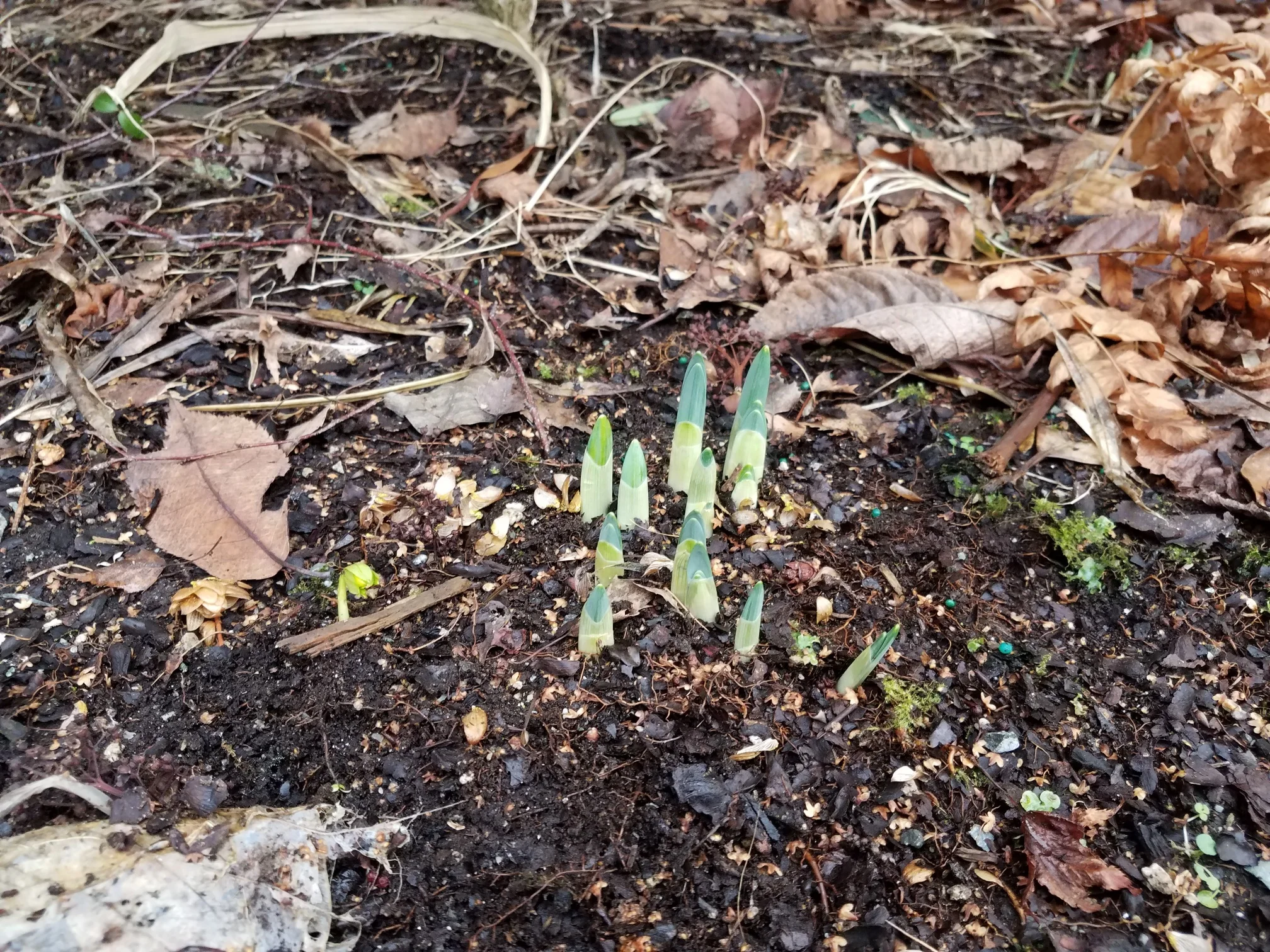 bulbs popping up.jpg