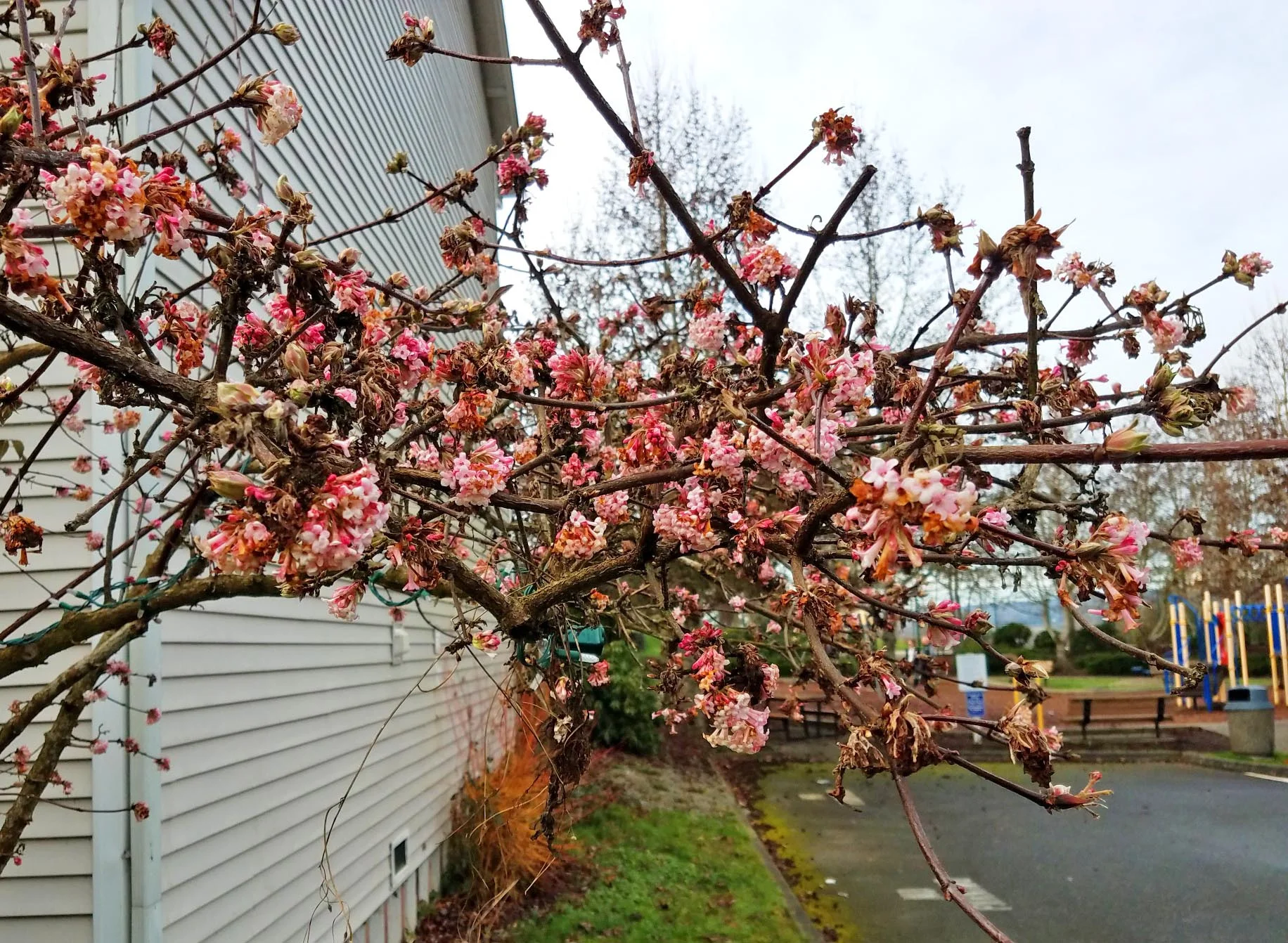 viburnum.jpg