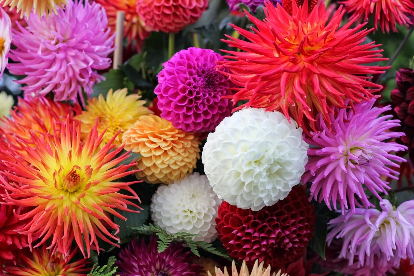 Dahlia Show — Sunnyside Nursery