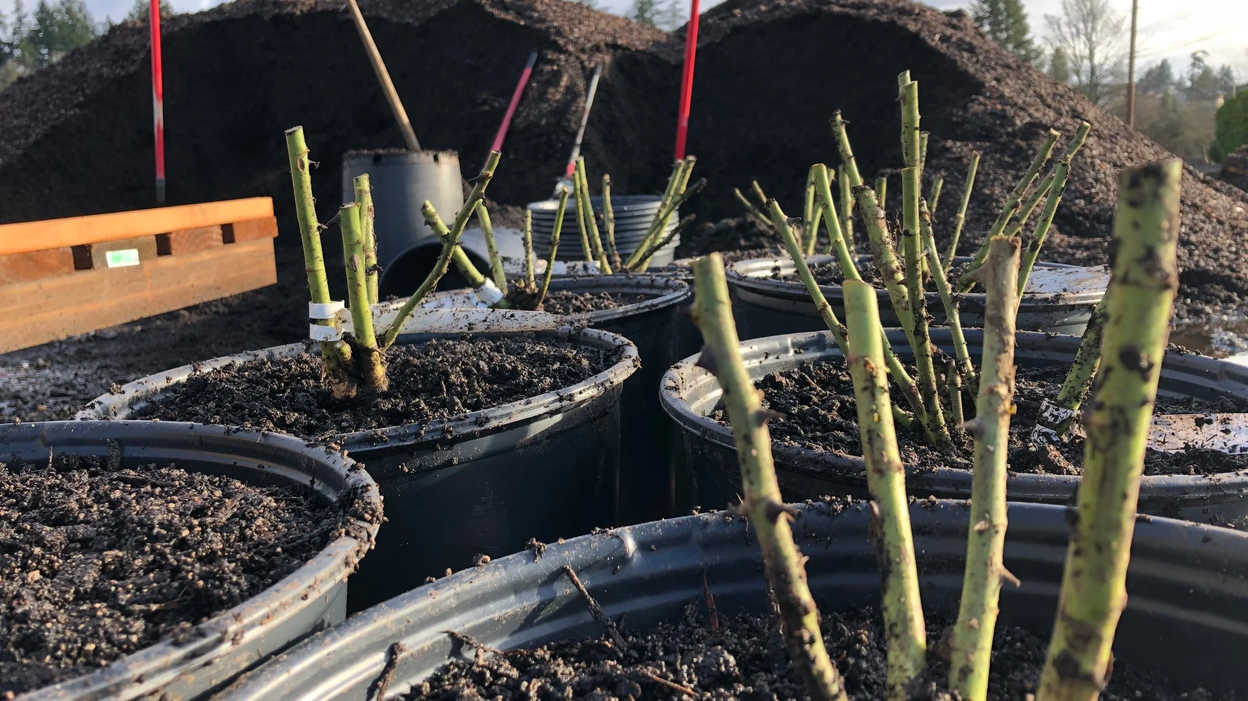 Rose+pots+in+front+of+dirt.jpg