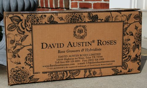 盒roses.jpg