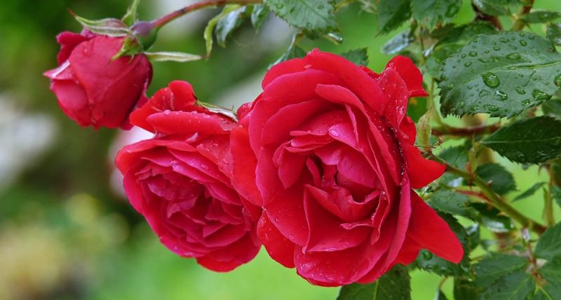 花园里的玫瑰。jpg
