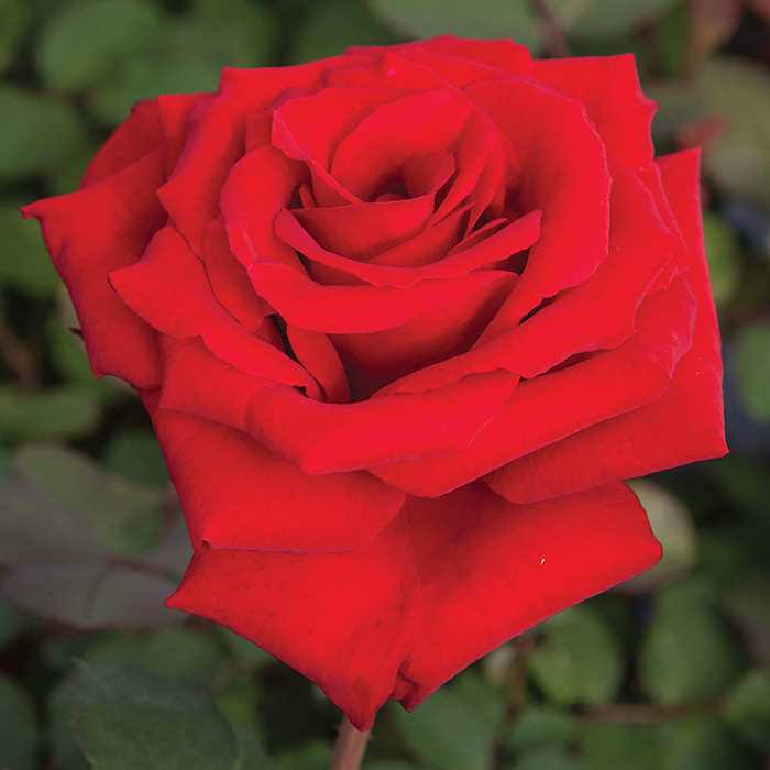 LovesPromiseGrandifloraRose.jpg