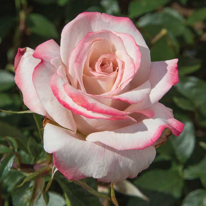 粉红杂交茶玫瑰