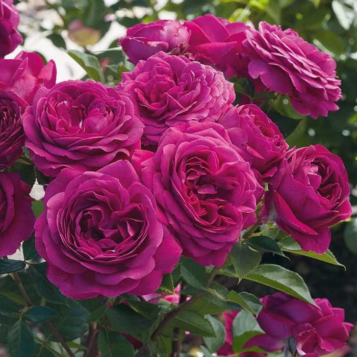 Floribuna Roses Floribunda Roses — Sunnyside Nursery