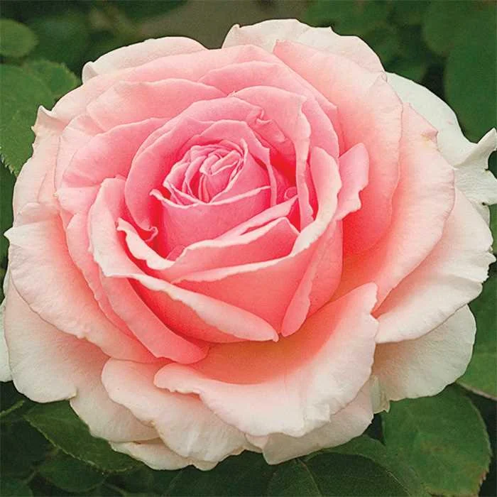 PearlyGatesClimbingRose.jpg