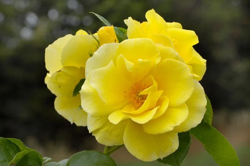 Smiley Face rose.jpg