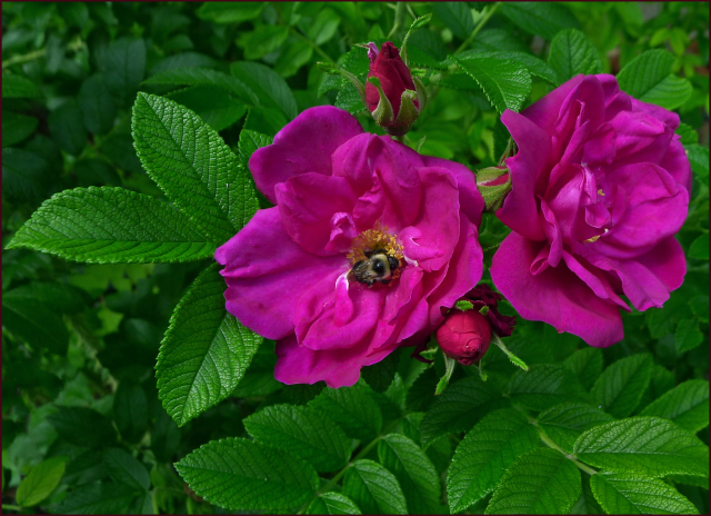 Rugosa Roses — Sunnyside Nursery