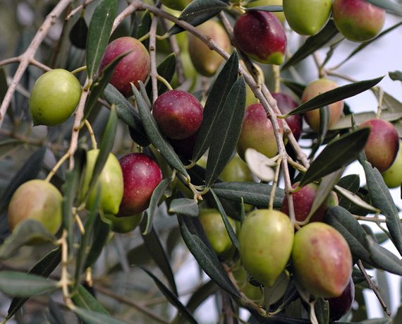 arbequina olive.jpg