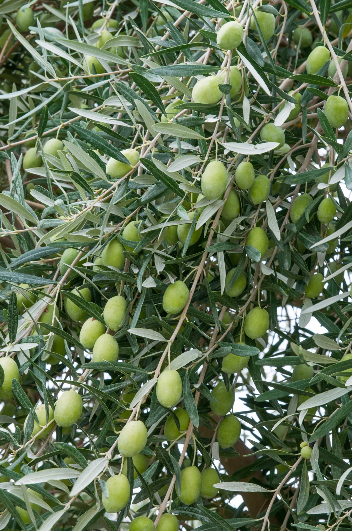 manzanillo olive.jpg
