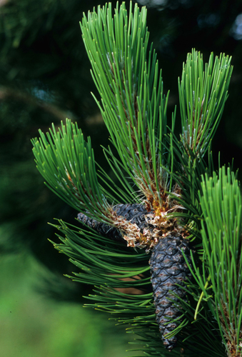 Buy Pinus Parviflora Fukuzumi White Pine