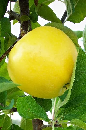 Pristine Apple.jpg