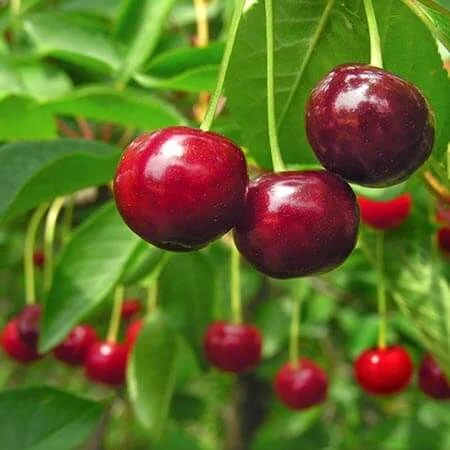 Stella Cherry.jpg