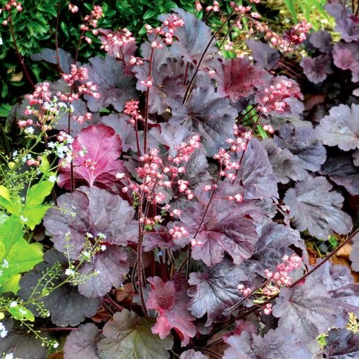 Heuchera-Bella-Notte.jpg