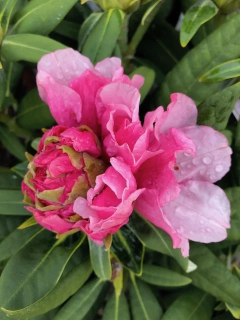 Rhody blooming.jpg