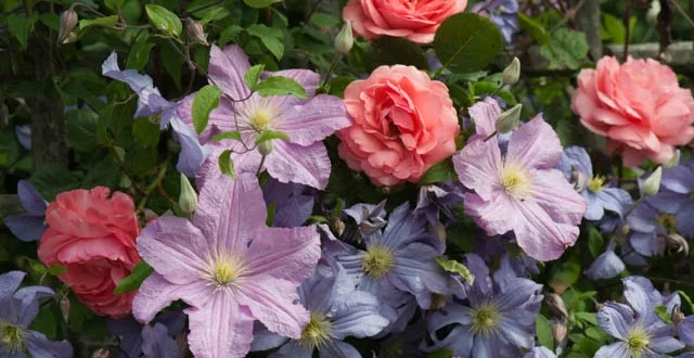rose and clematis combo.jpg