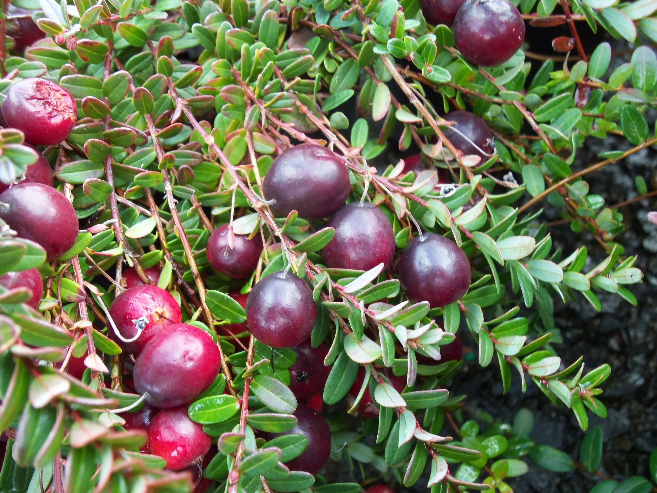 lo-hugger cranberry.jpg