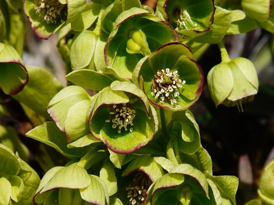 Stinking Hellebore.jpg