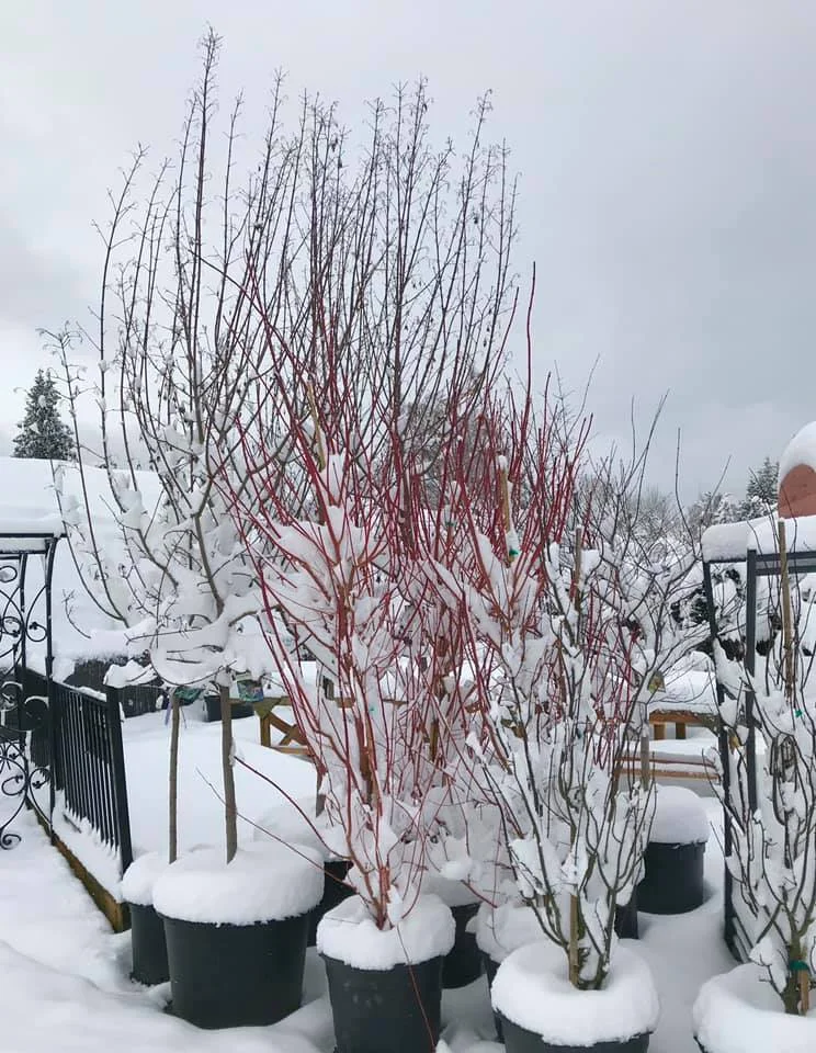 nursery trees with snow.jpg