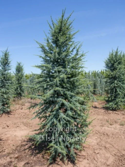 cedar fastigiata.jpg