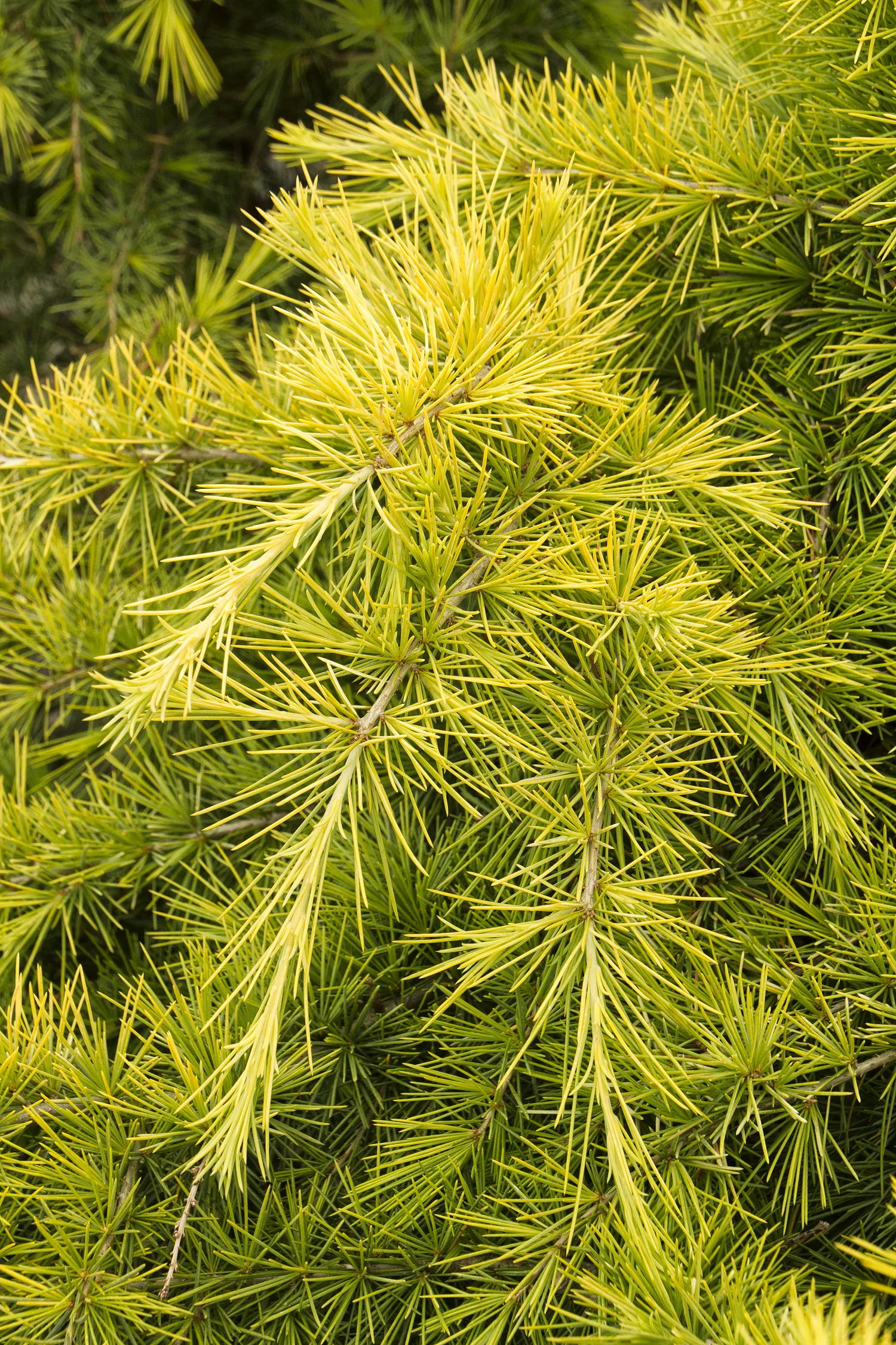 Cedar feelin sunny.jpg