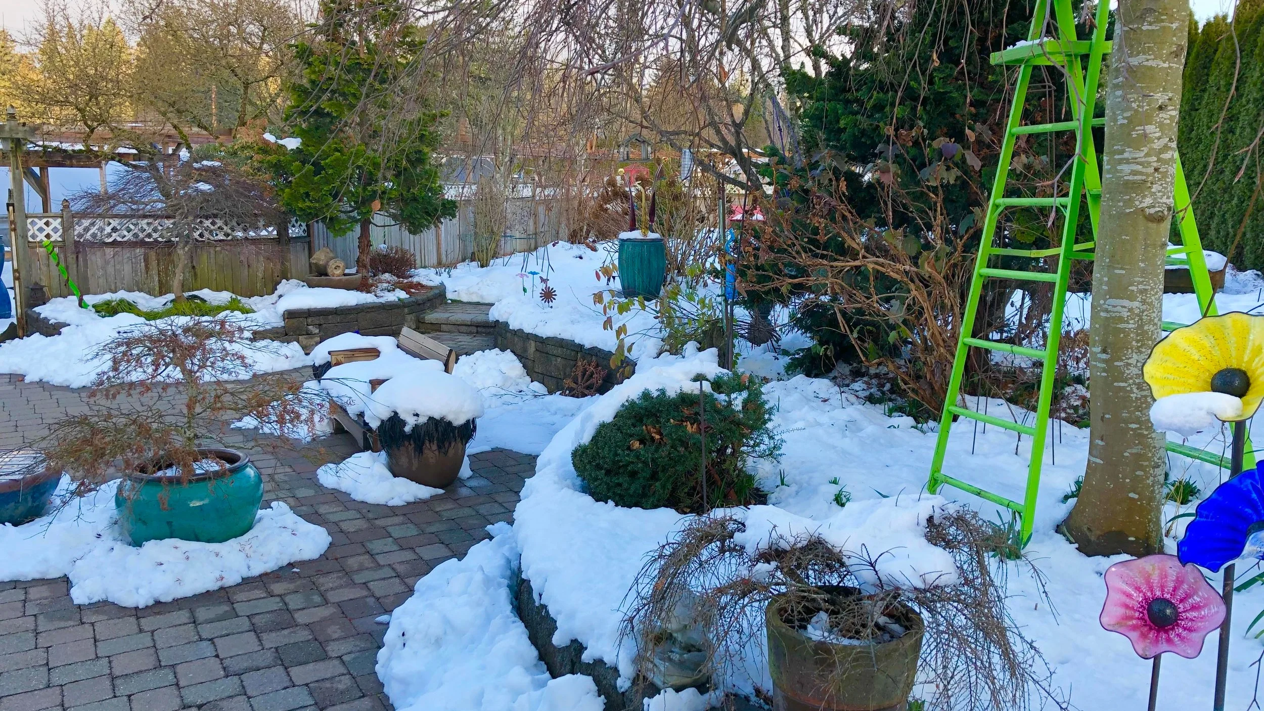 Steve%27s+backyard+with+sno.jpg