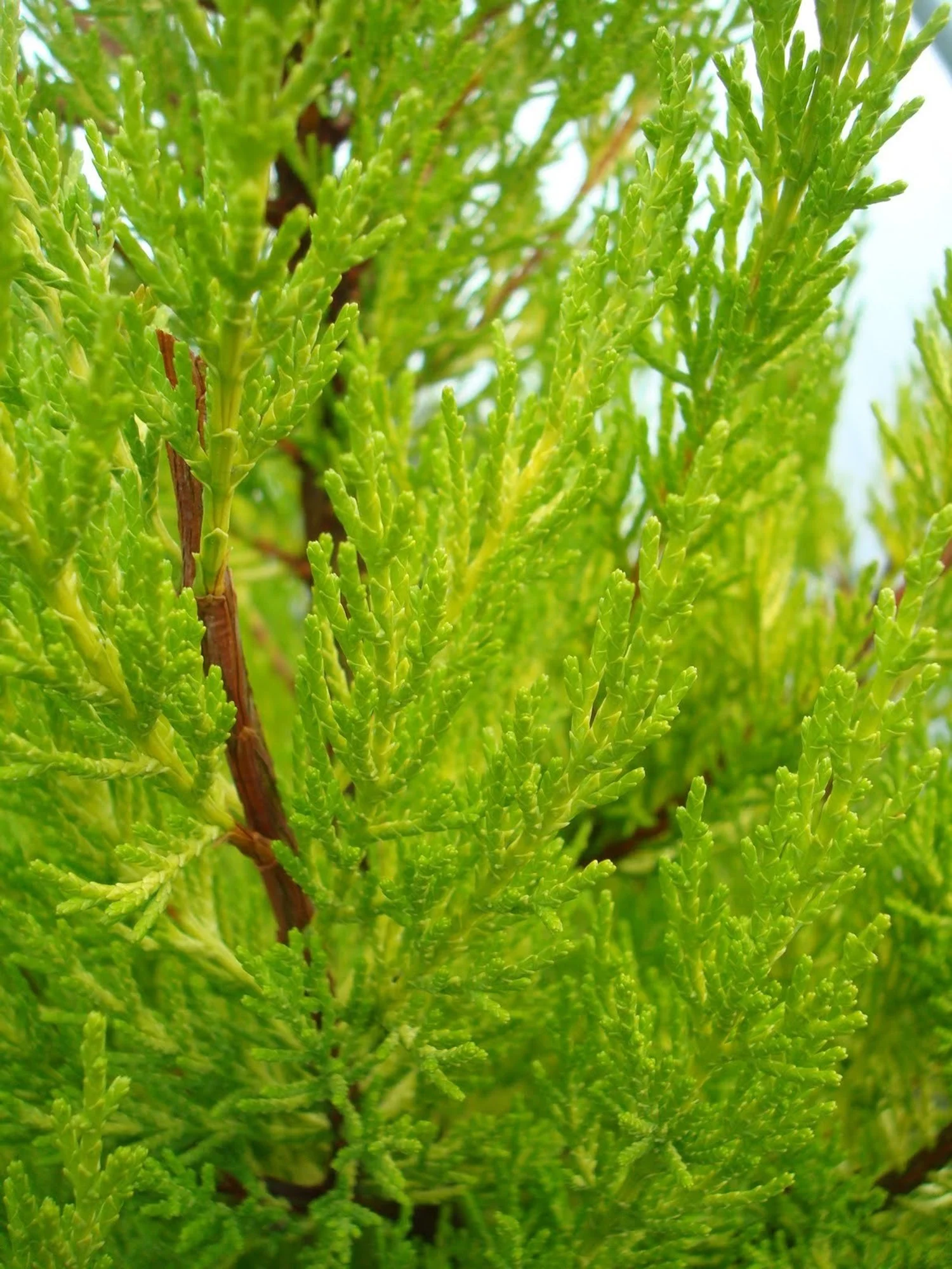 Cupressus Donard Gold.jpg