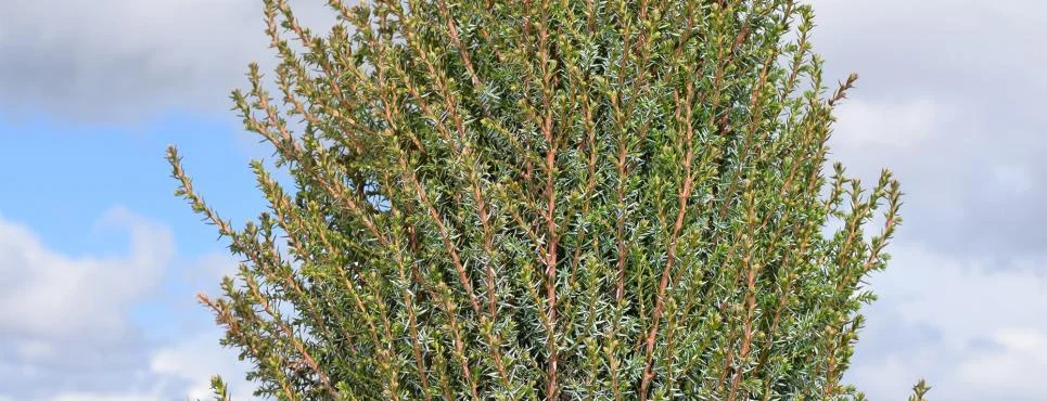 juniper pencil point.jpg