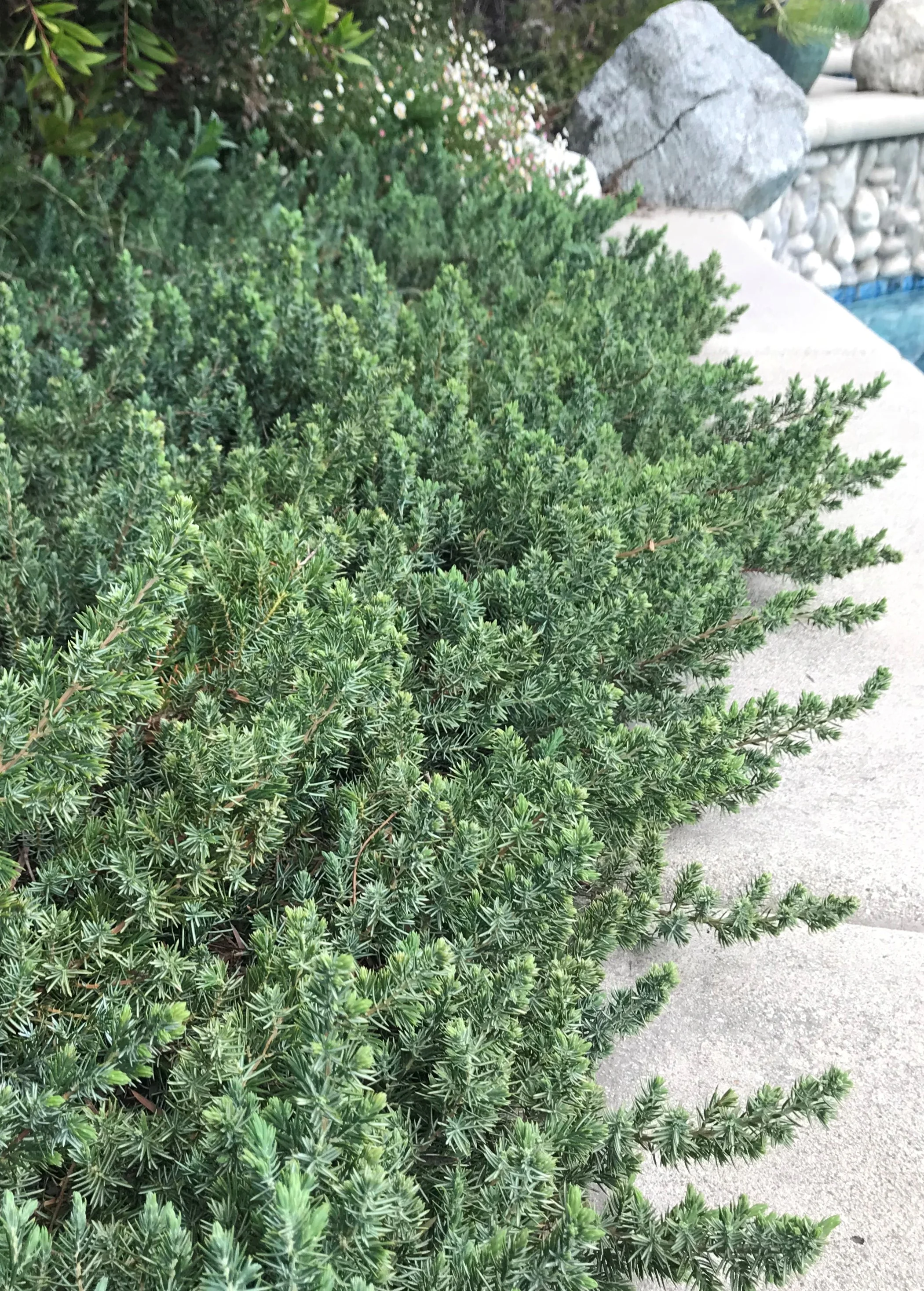 Juniper blue pacific.jpg