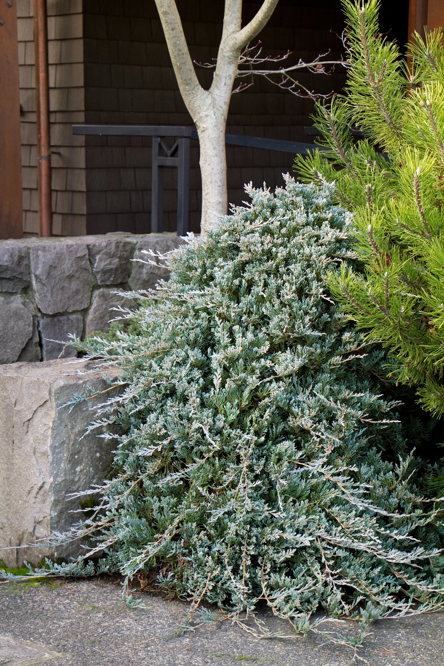 juniper wiltonii.jpg