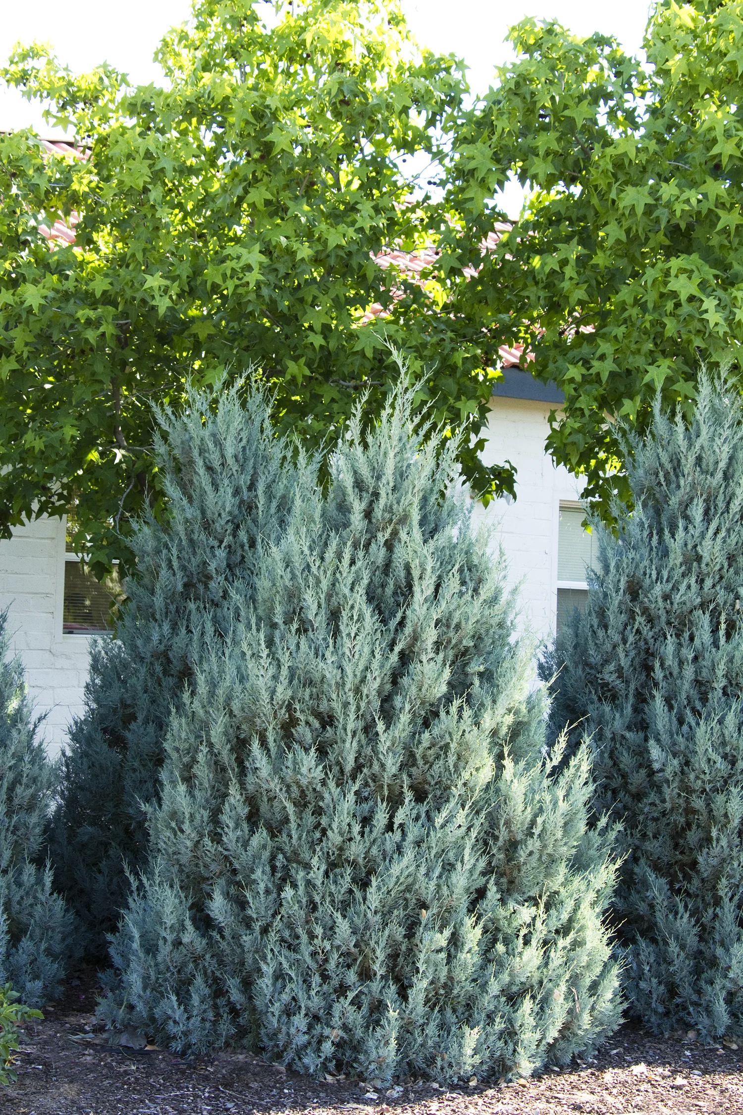 juniper wichita blue.jpg