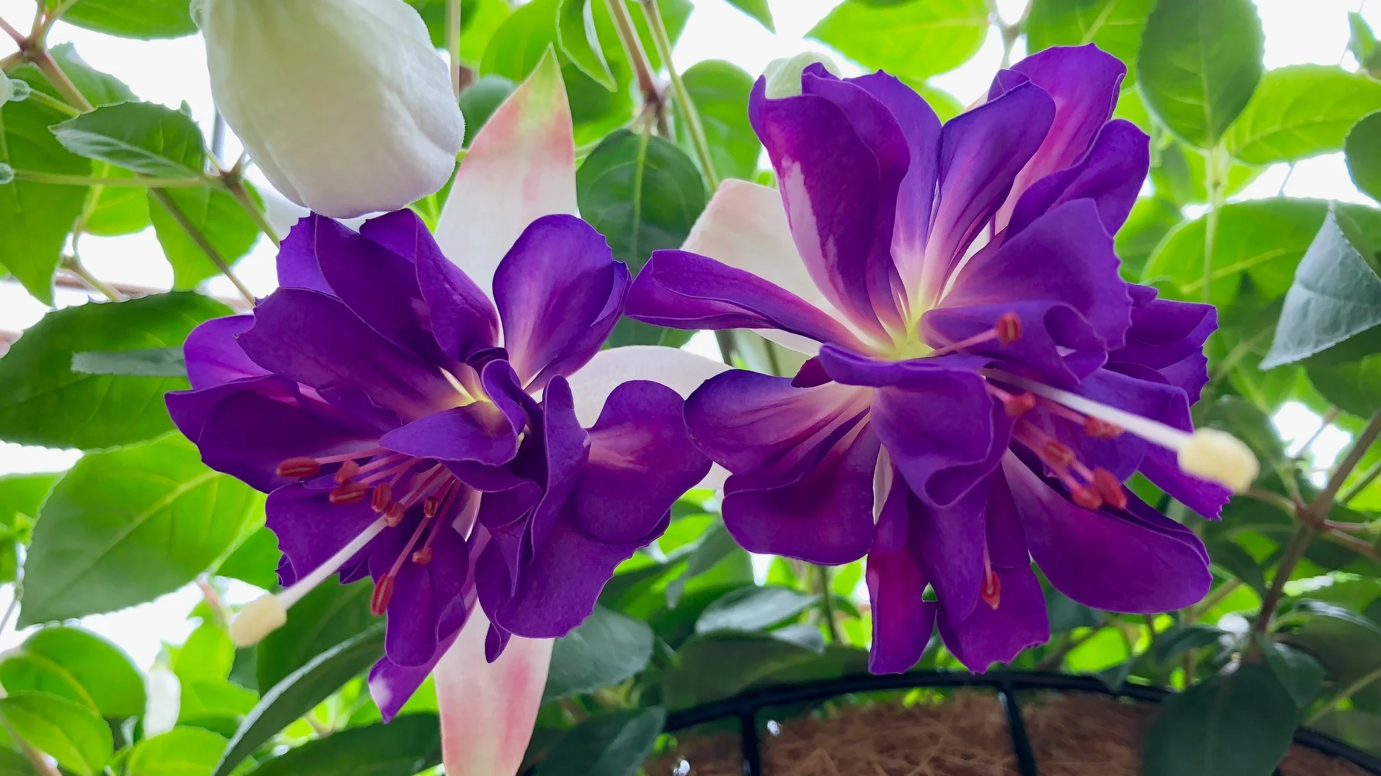 Fuchsias.jpg