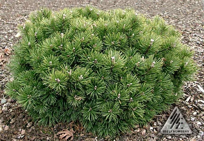 pinus white bud.jpg