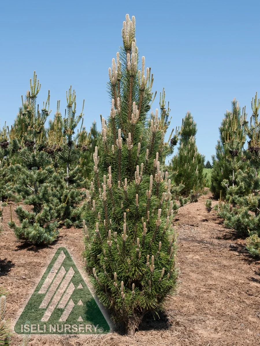 pinus komet.jpg